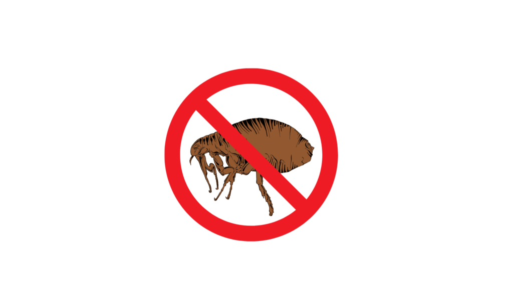 dedetização de pulgas