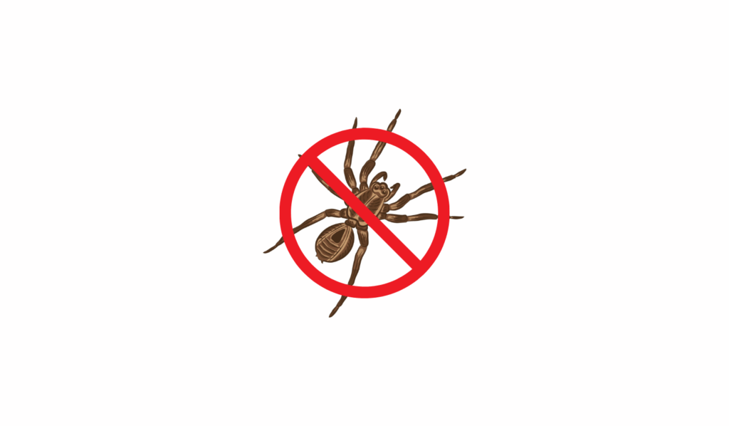 dedetização de aranhas